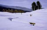 Crossing Fresh Snow