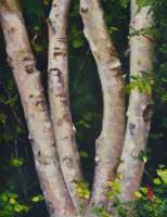 Summer Birch