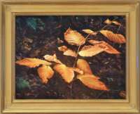 Last Leaves of the Season