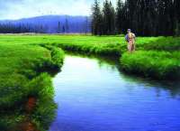 Chasing Summer Brookies