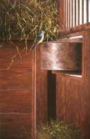 Early Morning Visitor