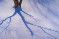 Shadows In The Snow