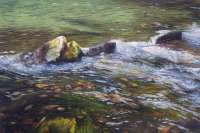 Mountain Summer Stream